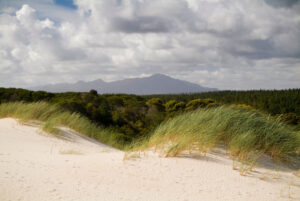 Weiße Henty Dunes mit Dünengras und Bergen im Hintergrund