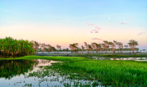 Yellow Water Billabong im Kakadu National Park mit Wasserflächen, Eukalyptusbäumen und Morgennebel